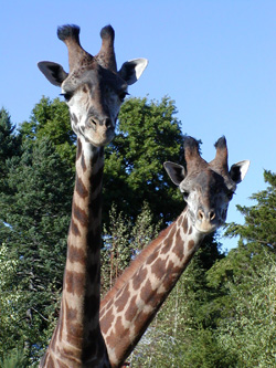 Franklin Park - Giraffe