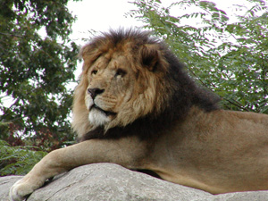 Franklin Park - Lion