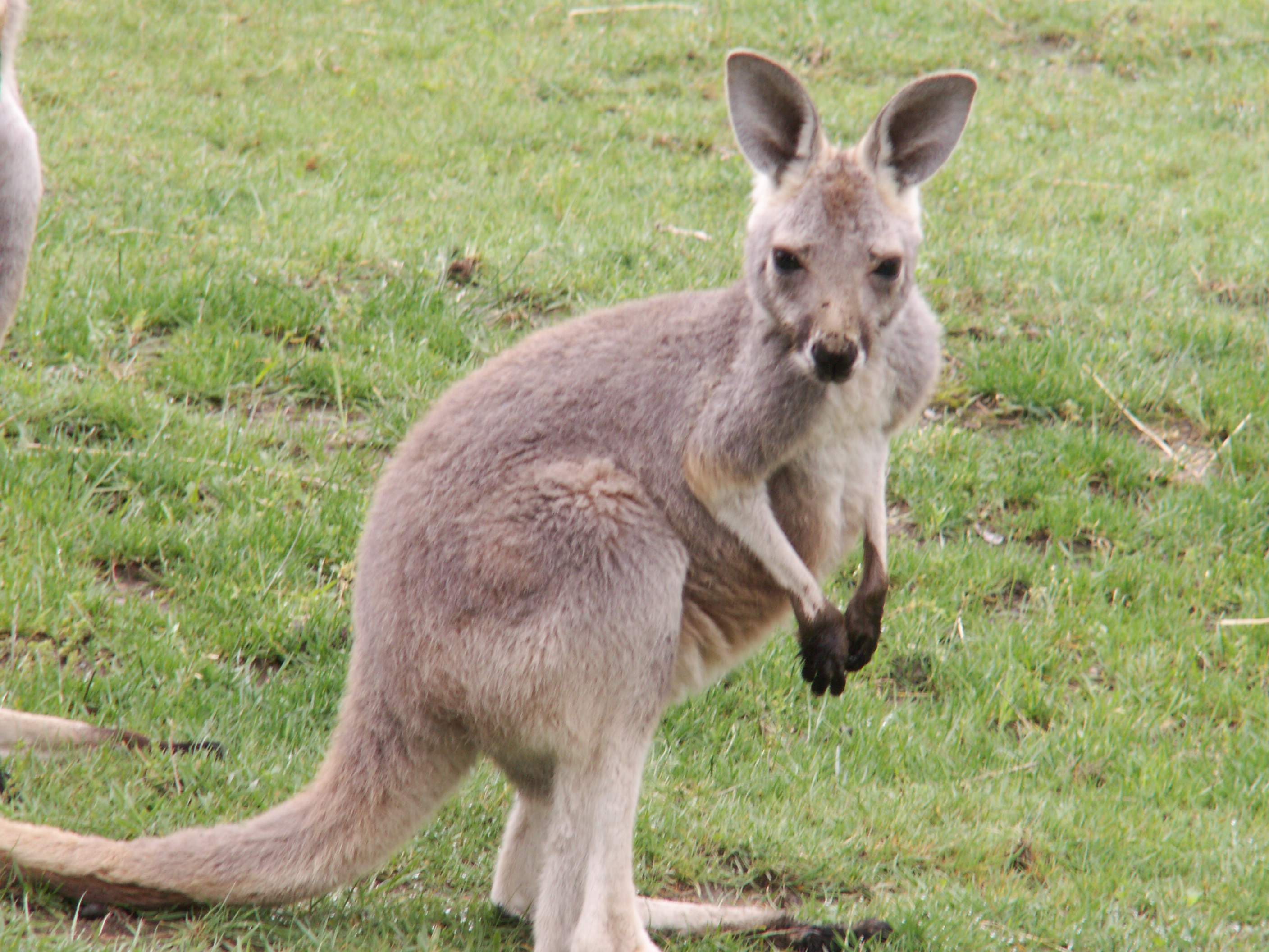 Franklin Park - Kangaroo